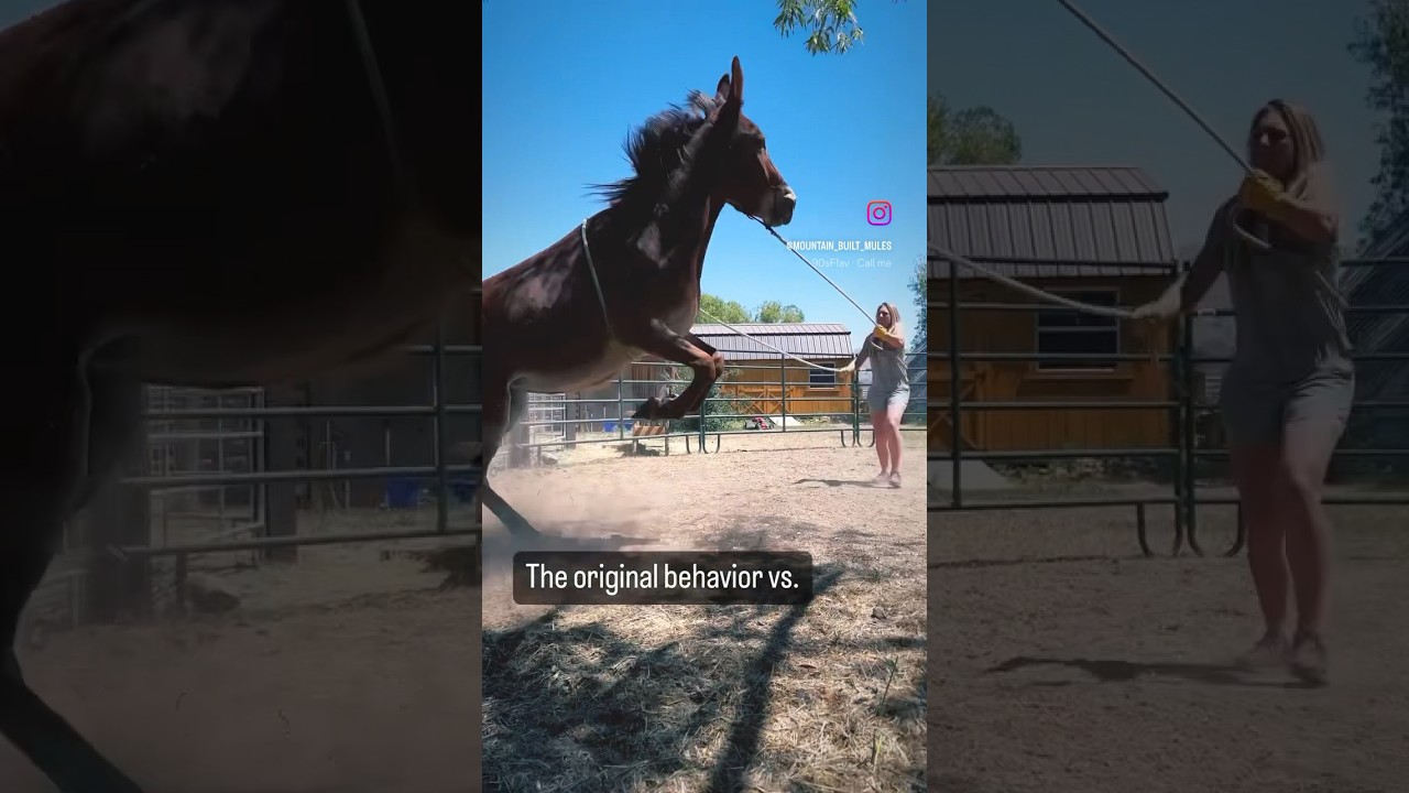 What a transformation! ❤️ Training a touchy mule. #Horse #Horses #Mule