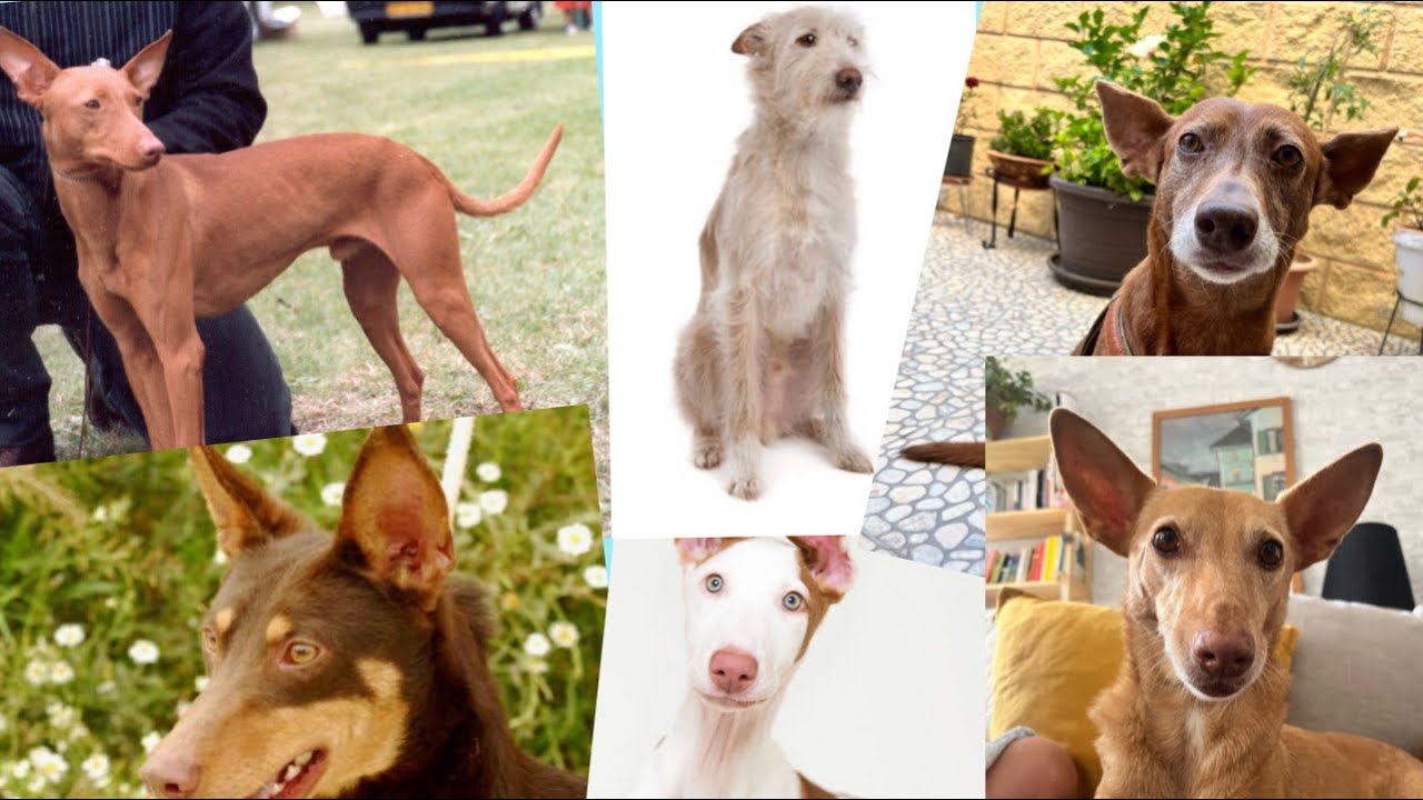 🔵PODENCOS DEL MUNDO 🌍 / Podenco andaluz Podenco maneto Podenco ibicenco