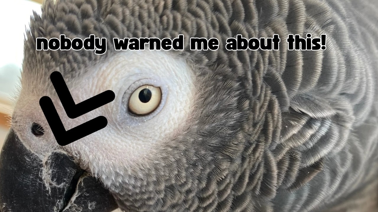 Living With an African Grey: 5 Things I Wish I Knew Sooner