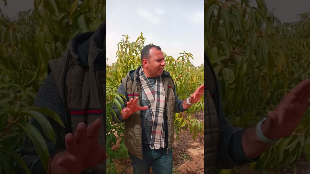 معاملات المانجو النعومي موسم 2023 #المانجو #النعومي