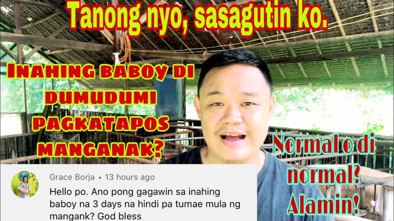 Bakit di dumudumi o tumatae ang bagong anak na inahing baboy | Ryan Patenio
