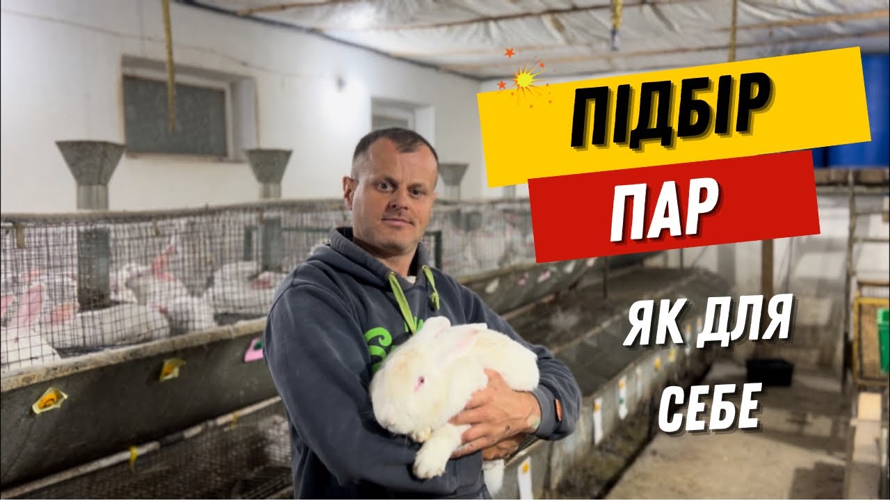 Вже й пора на продаж кроликів ТЕРМОНСЬКА БІЛА