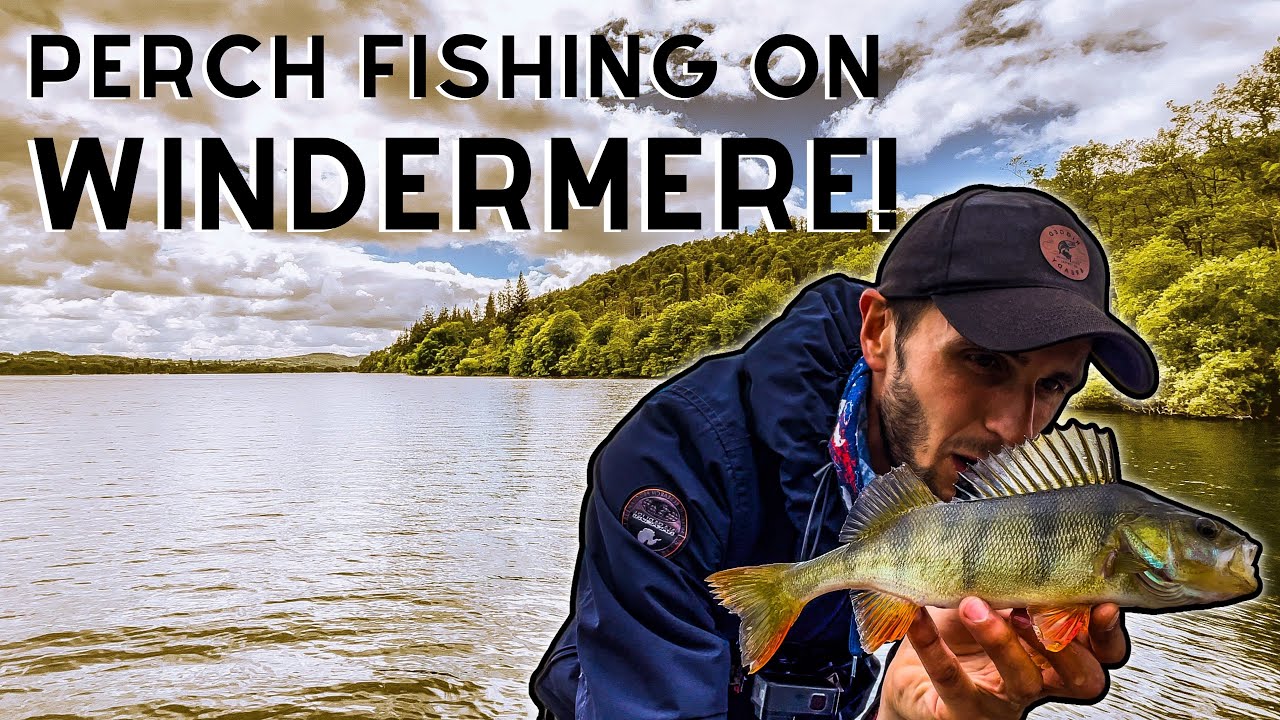 PERCH FISHING on Lake Windermere | Lake District Fishing! 🎣🏞 (4K)