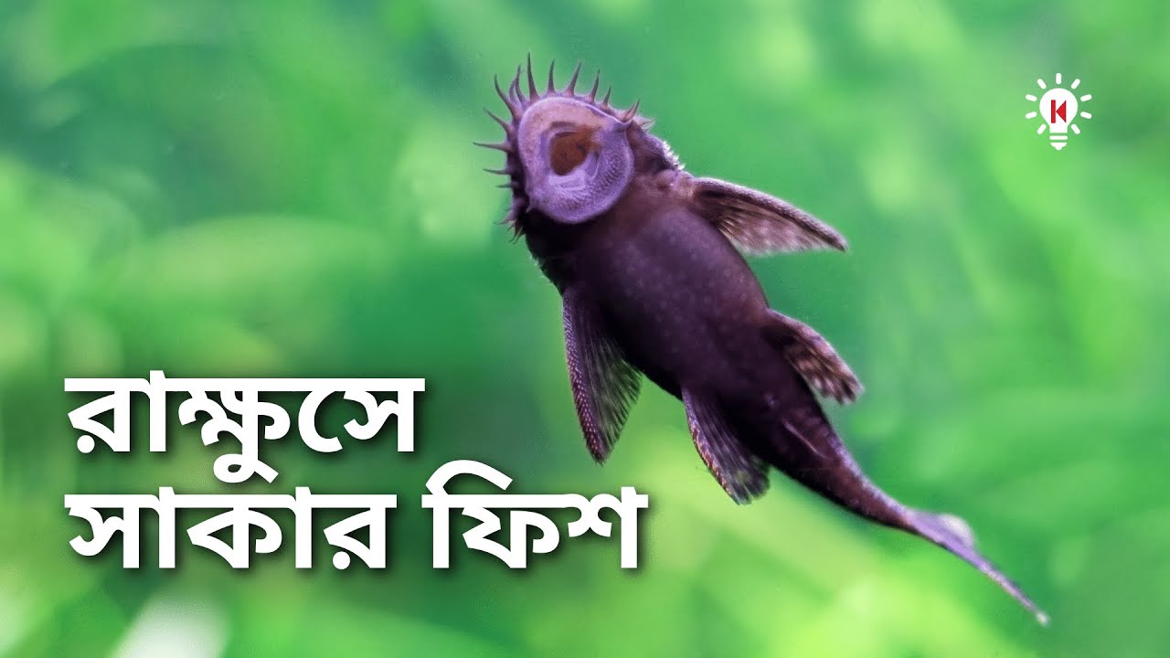 রাক্ষুসে সাকার ফিশ কিভাবে দেশীয় মাছ ধ্বংস করছে ?