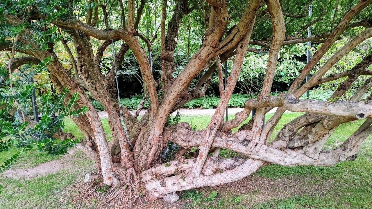 Oldest Myrtle (Myrtus communis) of Germany is enormous