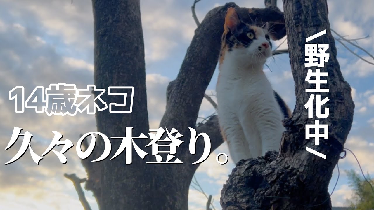 14歳の三毛猫が、あることきっかけで久々に野生化した
