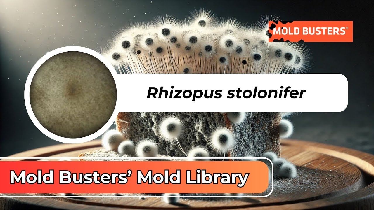 Rhizopus stolonifer - Black Bread Mold: The Fast-Spreading Fungi You Need to Know! 🍞🦠