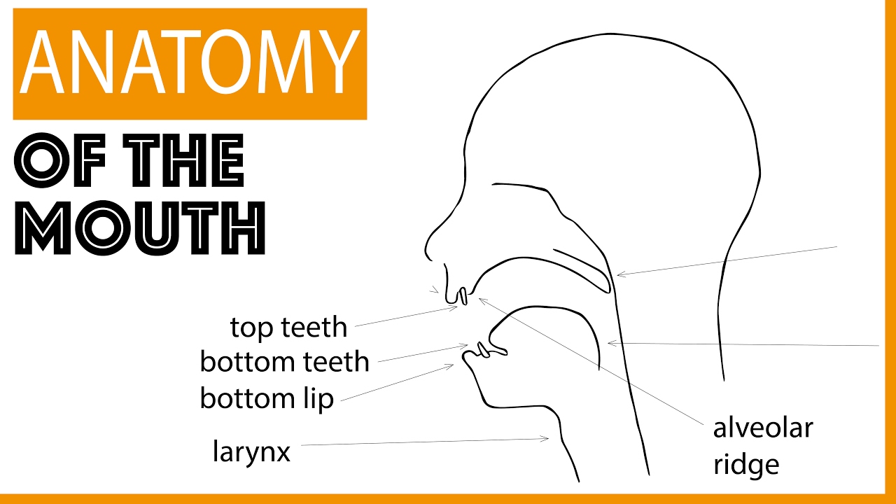 Anatomy of the Mouth