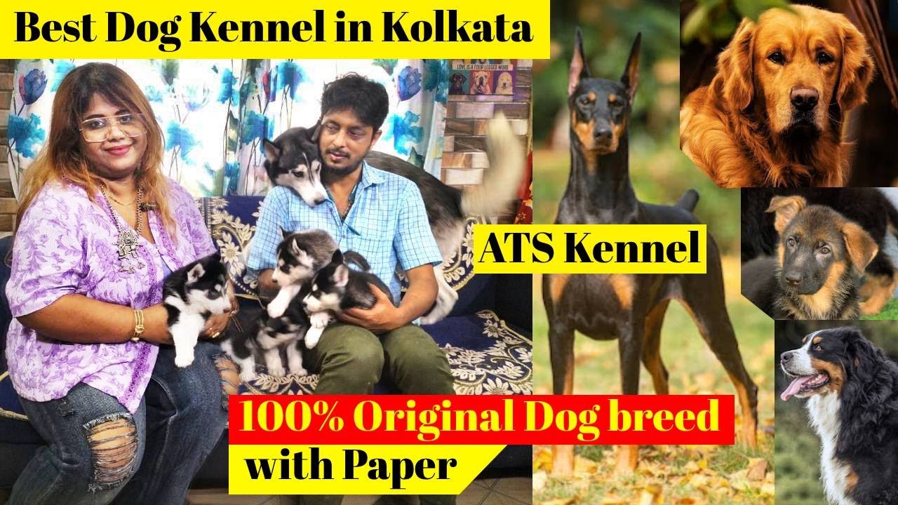 Best Dog Kennel in Kolkata | ATS Kennel | dog market in kolkata | KCI Regd. Breeder | ISO Certified