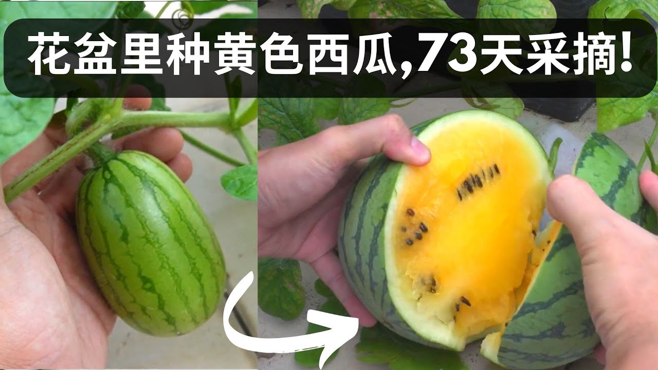 如何在花盆里种黄色西瓜 ,73天采摘!