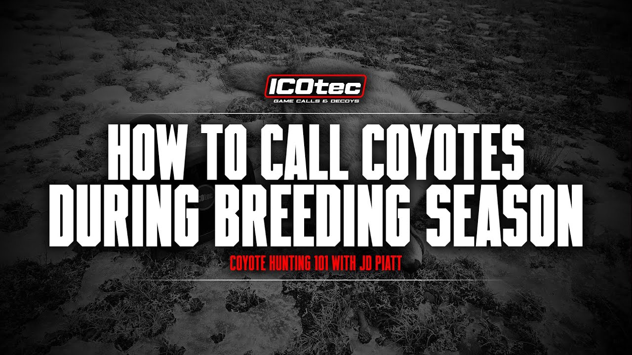 How to Call Coyotes in Breeding and Territorial Season