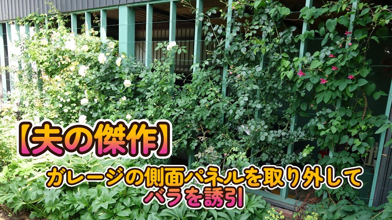 【夫の傑作】ガレージの側面パネルを取り外してバラを誘引