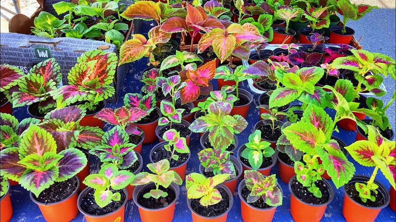 A Killer Coleus Collection!!!