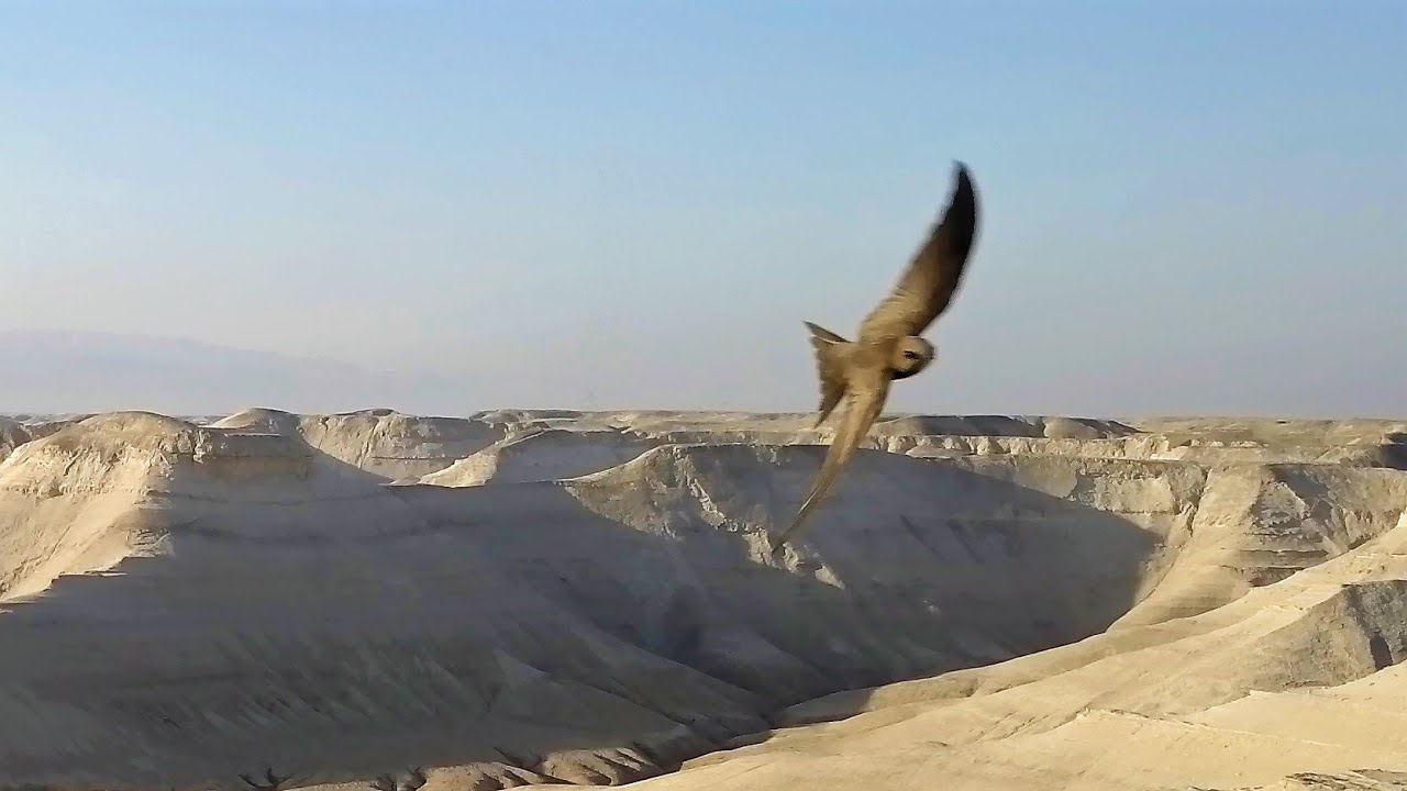 Pallid swifts nest in the harshest conditions סיס חוורור מקנן בחוורי הירדן Fahlsegler سمامة باهتة