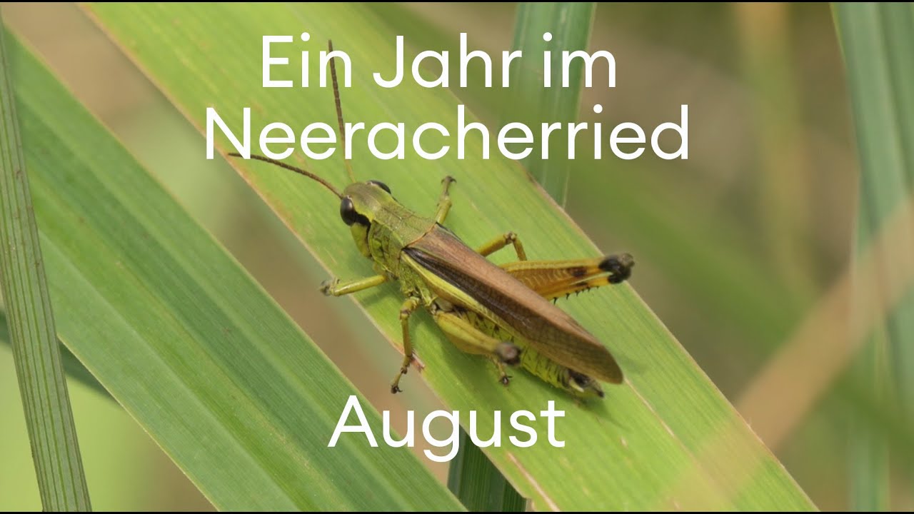 August im Neeracherried: Hochsaison bei den Heuschrecken