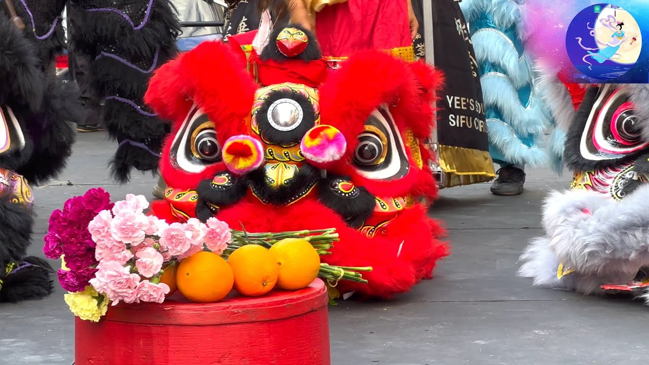 2023 Lion Dance USA 舞獅 Flowers & Oranges Boston Chinatown Hung Gar Yee's Southern Lions Performance
