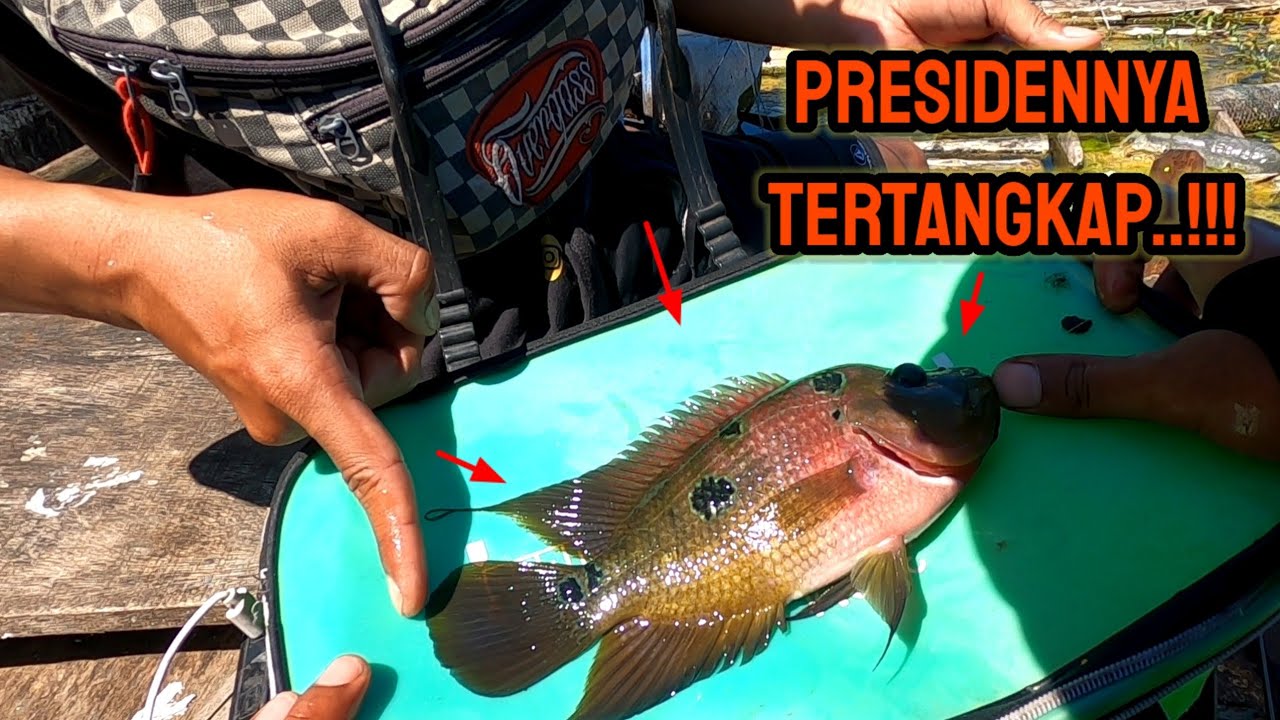 PRESIDENNYA NAHOL TERTANGKAP‼️CHALLENGE PENUHI KOTAK IJO || mancing ikan red devil NAHOL MANIA