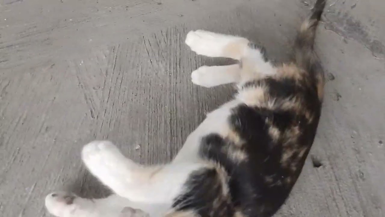Todos los gatos pero faltó pirata 😸