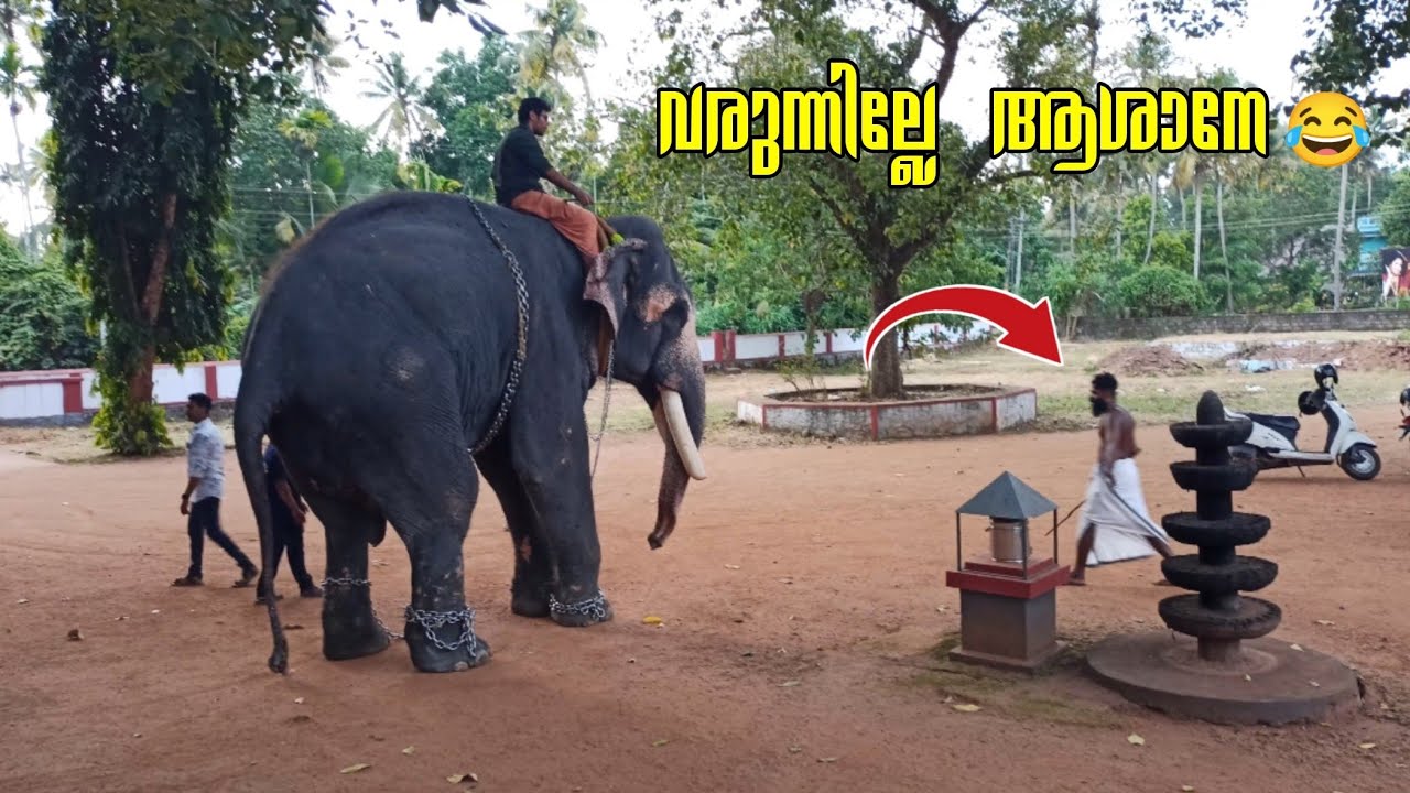 ആനക്കാരൻ ഒന്ന് മാറിനിന്നപ്പോൾ ആന ചെയ്തത് കണ്ടോ |uttoly mahadevan|