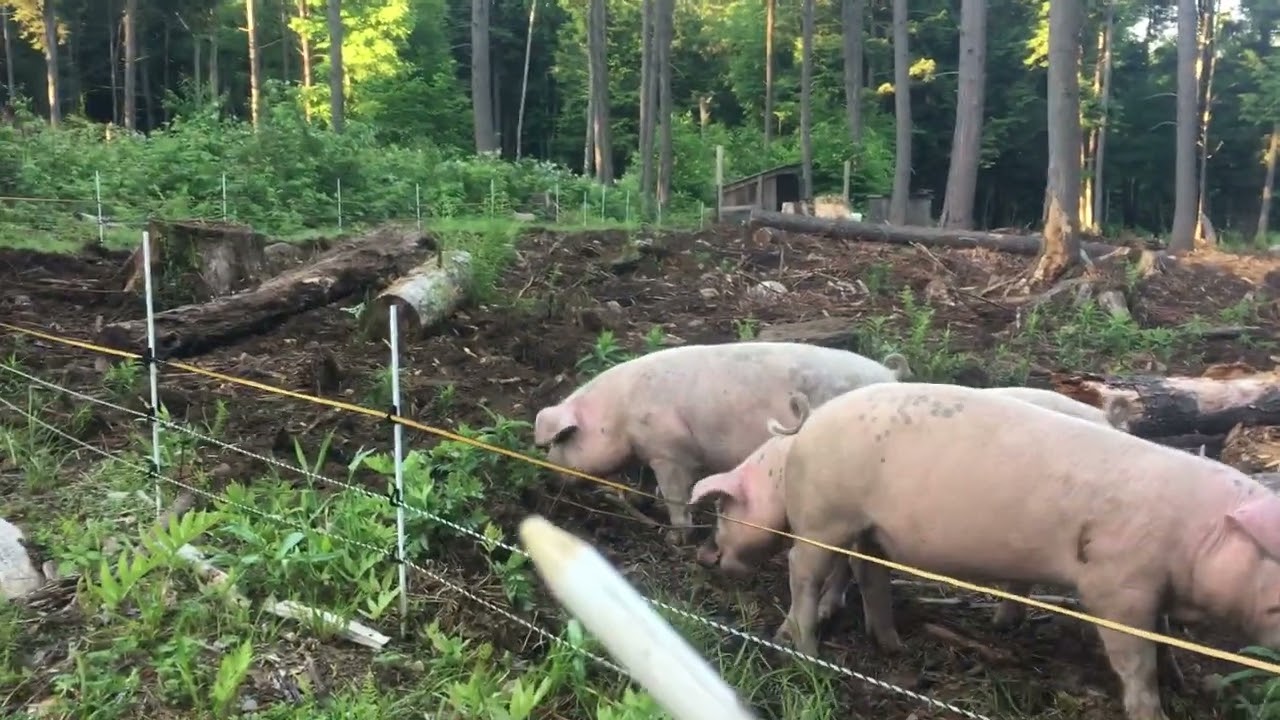 Basic solar electric pig fencing set up
