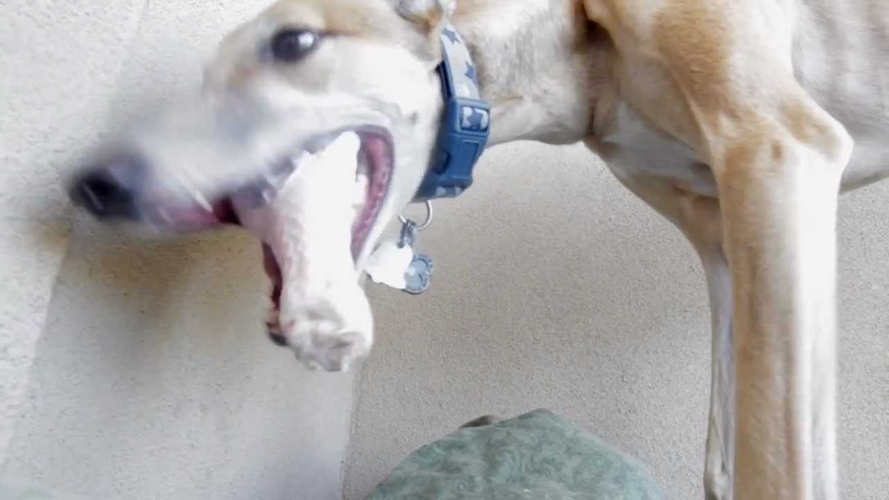 Greyhound Raw Feeding