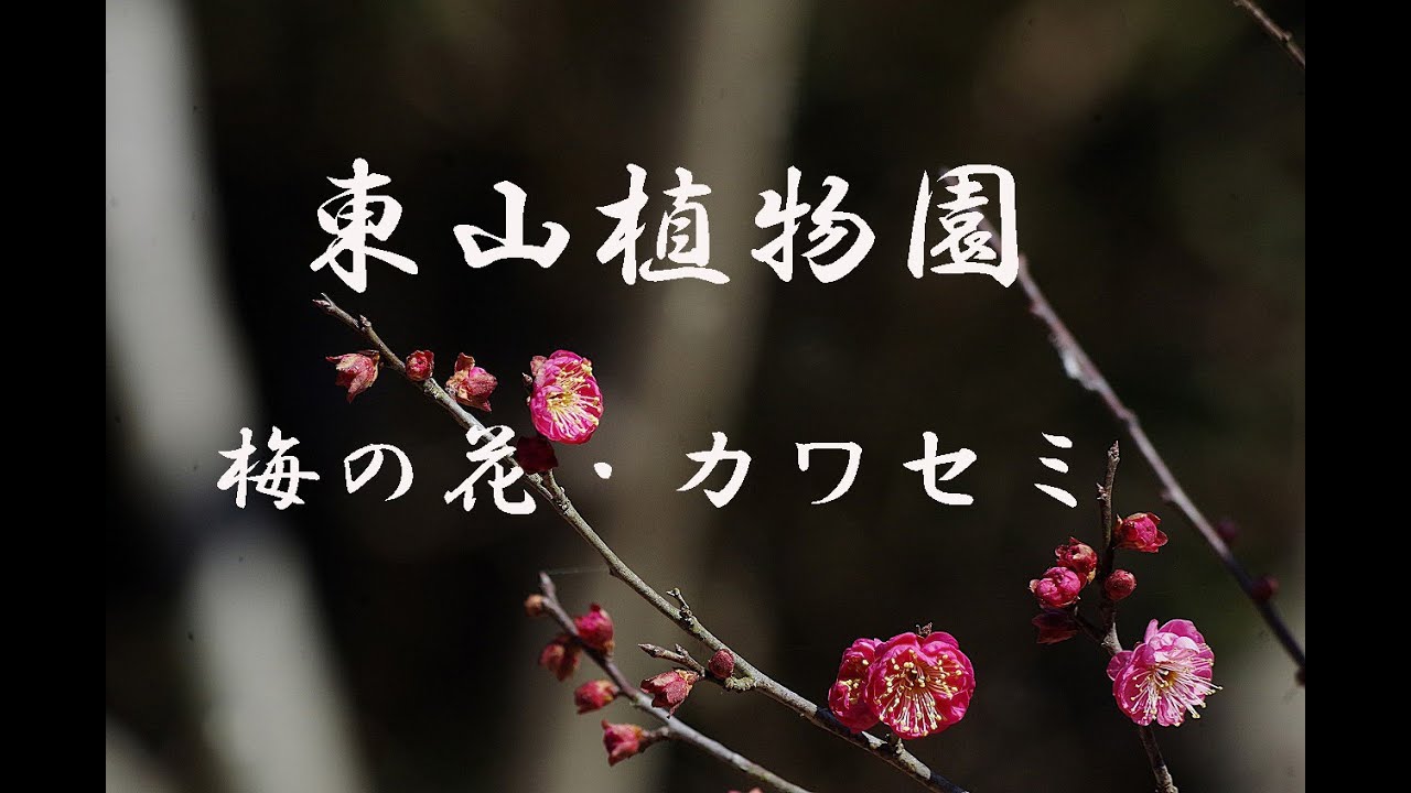 東山植物園梅