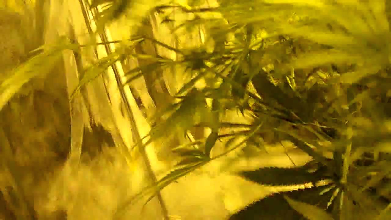The Best Weed ever
