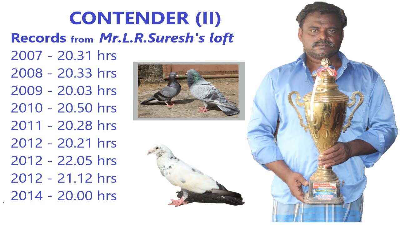 Eye sign and pigeon pairing in Mr.L.R.Suresh's loft