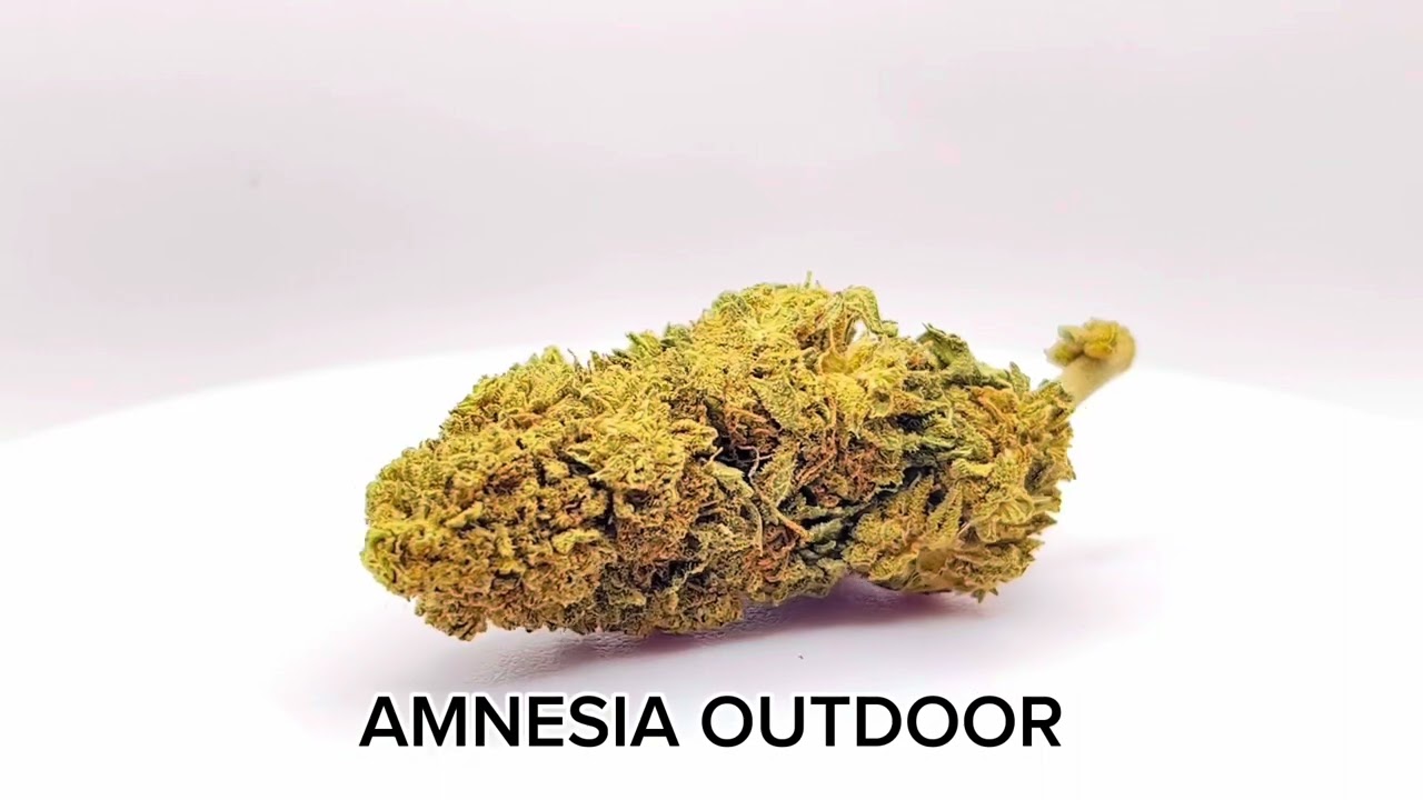 Amnesia CBD Outdoor
