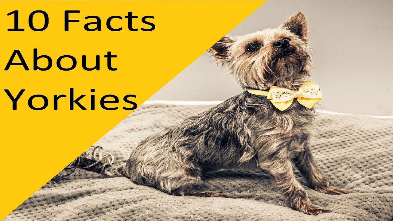 10 Facts About Yorkie Dog Breed (dogs 101)