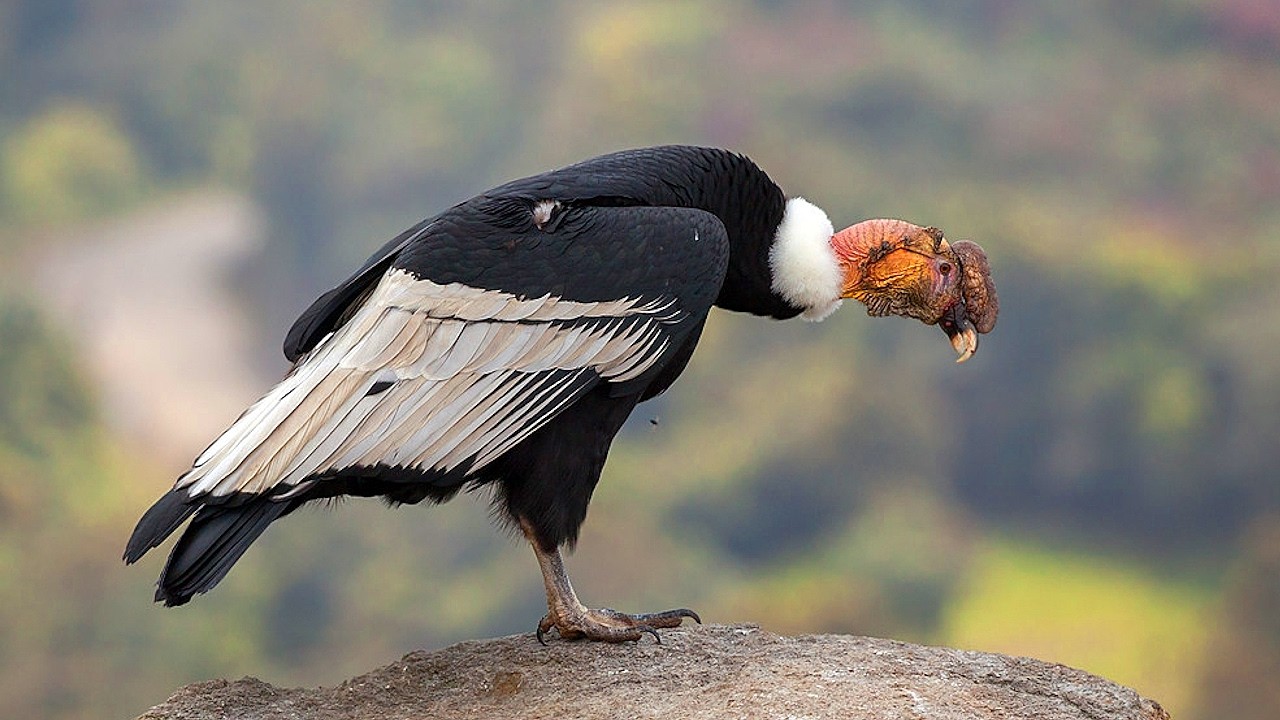 Проведите время с андским кондором 🦅 Увидьте самую большую летающую птицу в мире, не выходя из до...