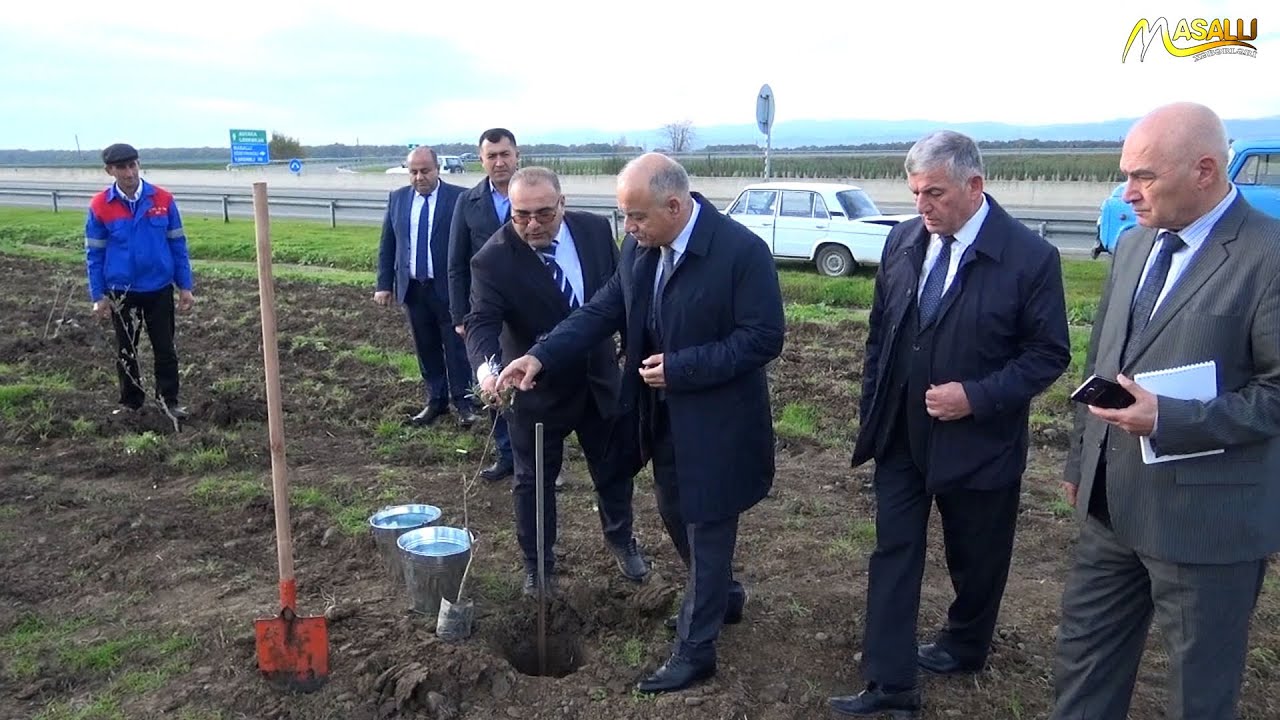 Masallı rayonunda Zeytun Bağları salınır