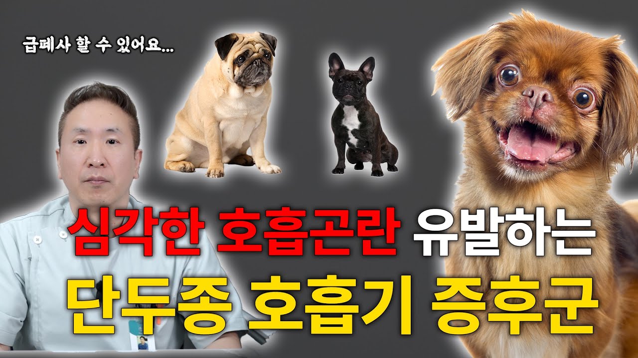 단두종 폐쇄성 호흡기 증후군 🐾