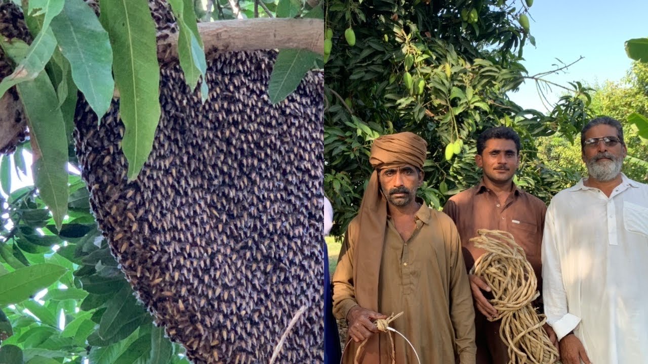 Harvesting honey bee from a tree