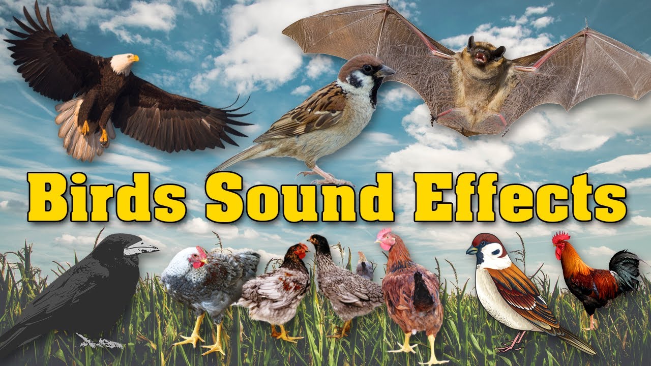 مؤثرات صوتية طيور Birds Sound Effects