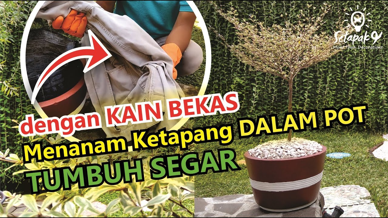 MENANAM KETAPANG KENCANA VARIEGATA DALAM POT (part 1)