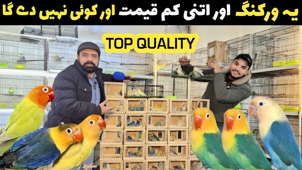Ye working or itni kam qemat | Aur koi nahi dega