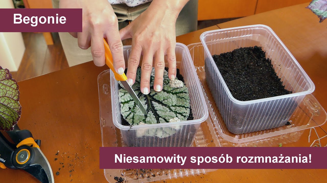 Begonie - Niesamowity sposób rozmnażania begonii ! Rozmnażanie kwiatów przez sadzonki liściowe