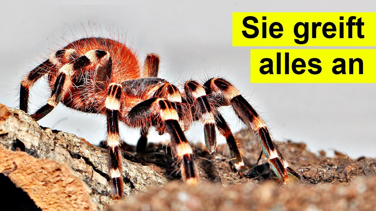 Meine neue Vogelspinne greift an und ist verr&uuml;ckt xD