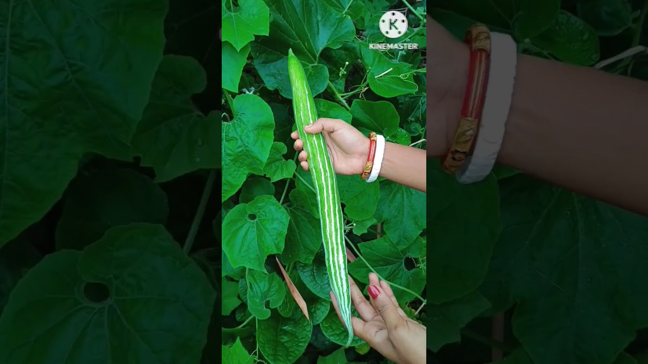 চিচিঙ্গা রান্না 🥰☑️chichinga recipe bengali|chiching ranna| easy recipe #shorts #viral #chichinga
