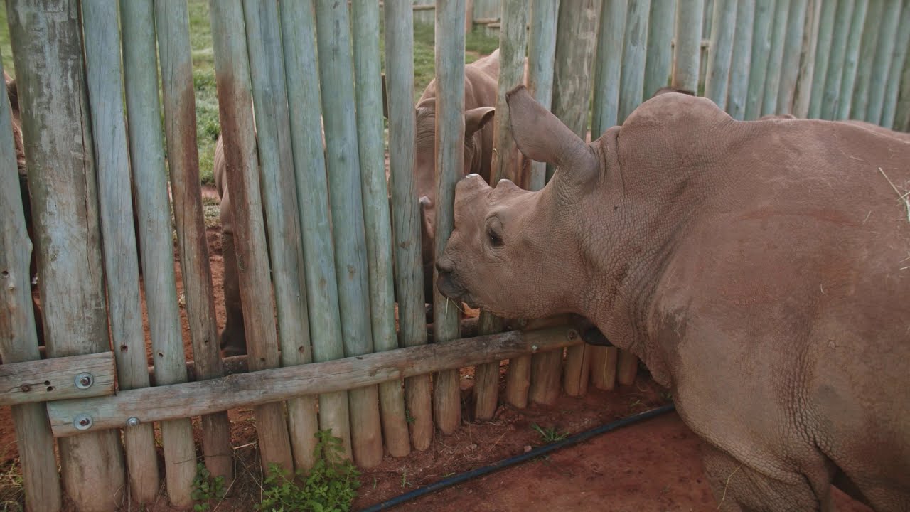 3 Amazing Ways Rhinos Communicate