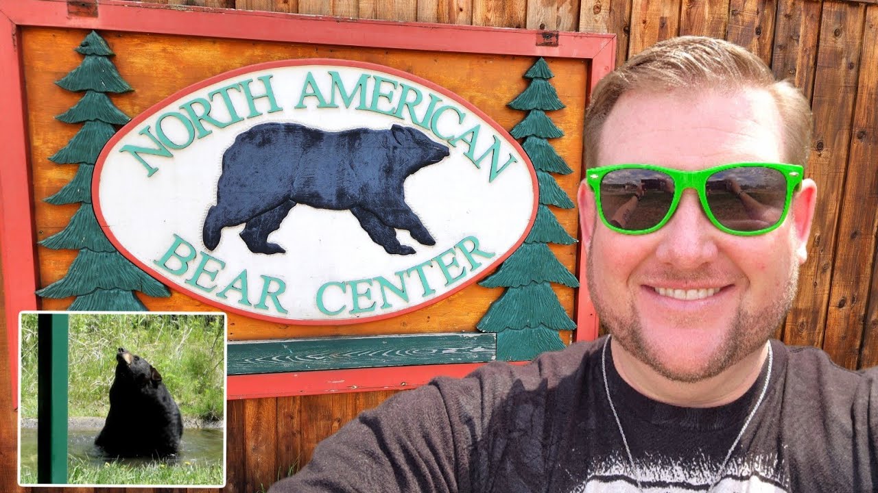 UP CLOSE with BLACK BEARS | NORTH AMERICAN BEAR CENTER Ely, MN