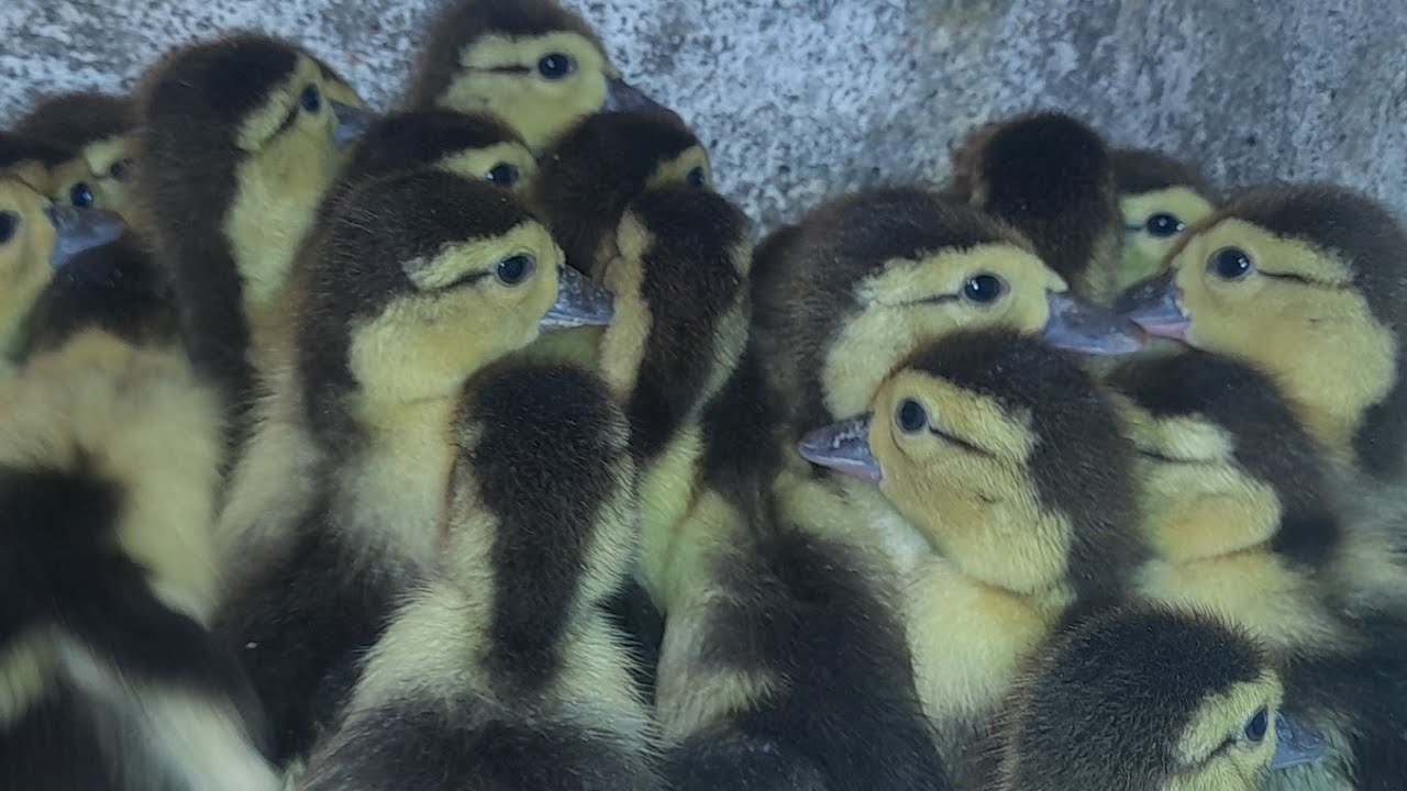 تربية البط البلدى فى البيت من عمر يوم مع مكون سحرى لمنع الرطوبه والأمراض🦆🦆🐣