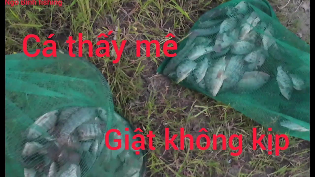Câu cá rô phi #18 ở xã Bình Chánh TPHCM cá ăn  giật không kịp |ngô bình fishing|