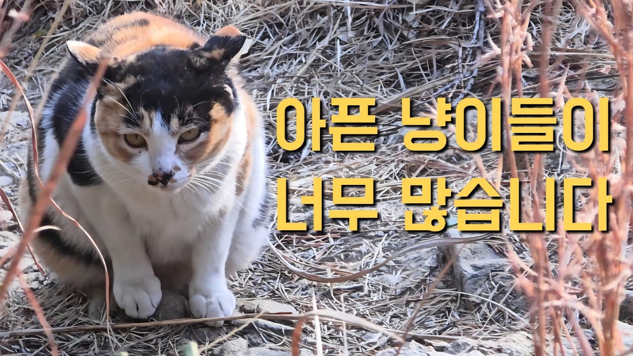 출산냥이에겐 영양식을 아픈냥이에겐 약을~감사한 구독자님이랑 동행하였습니다#태종대고양이#출산냥이#산냥이