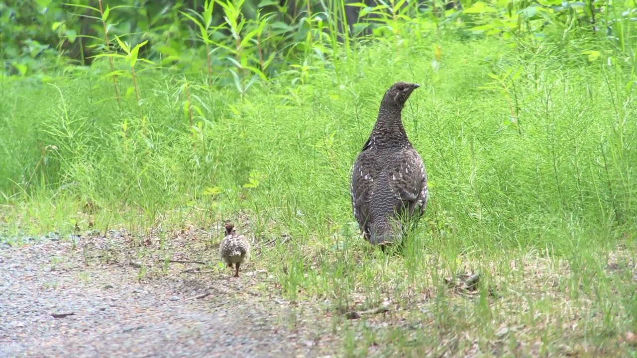 Spruce Grouse Chicks