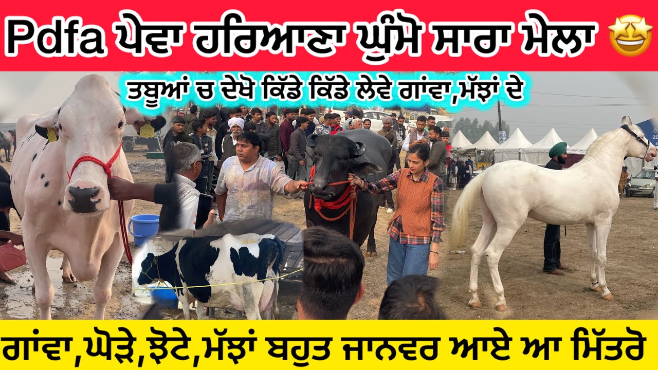 ਦੇਖੋ ਮਿੱਤਰੋ ਸਾਰਾ ਮੇਲਾ pdfa pehowa (ਪੇਵਾ) ਹਰਿਆਣਾ ਦਾ 😍|| full Tour pehowa pdfa pashu mela haryana 