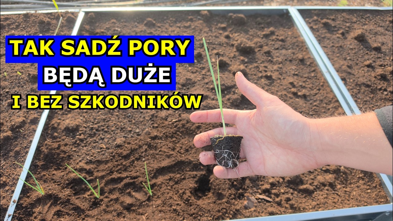 TAK SADŹ Pory aby BYŁY DUŻE, Nie Miały Szkodnik&oacute;w, Nie Gniły. Jak Sadzić Pory, Błędy w Uprawie Pora.