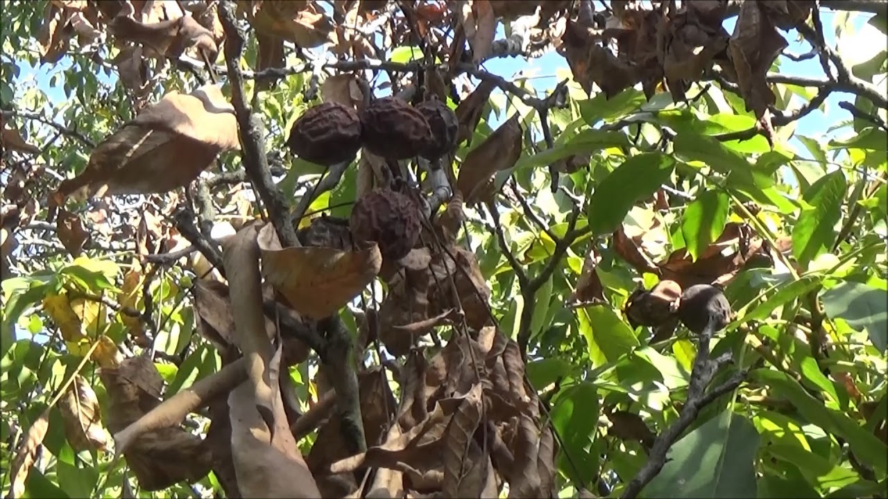 Προσβολή δένδρων καρυδιάς από Botryosphaeria sp.