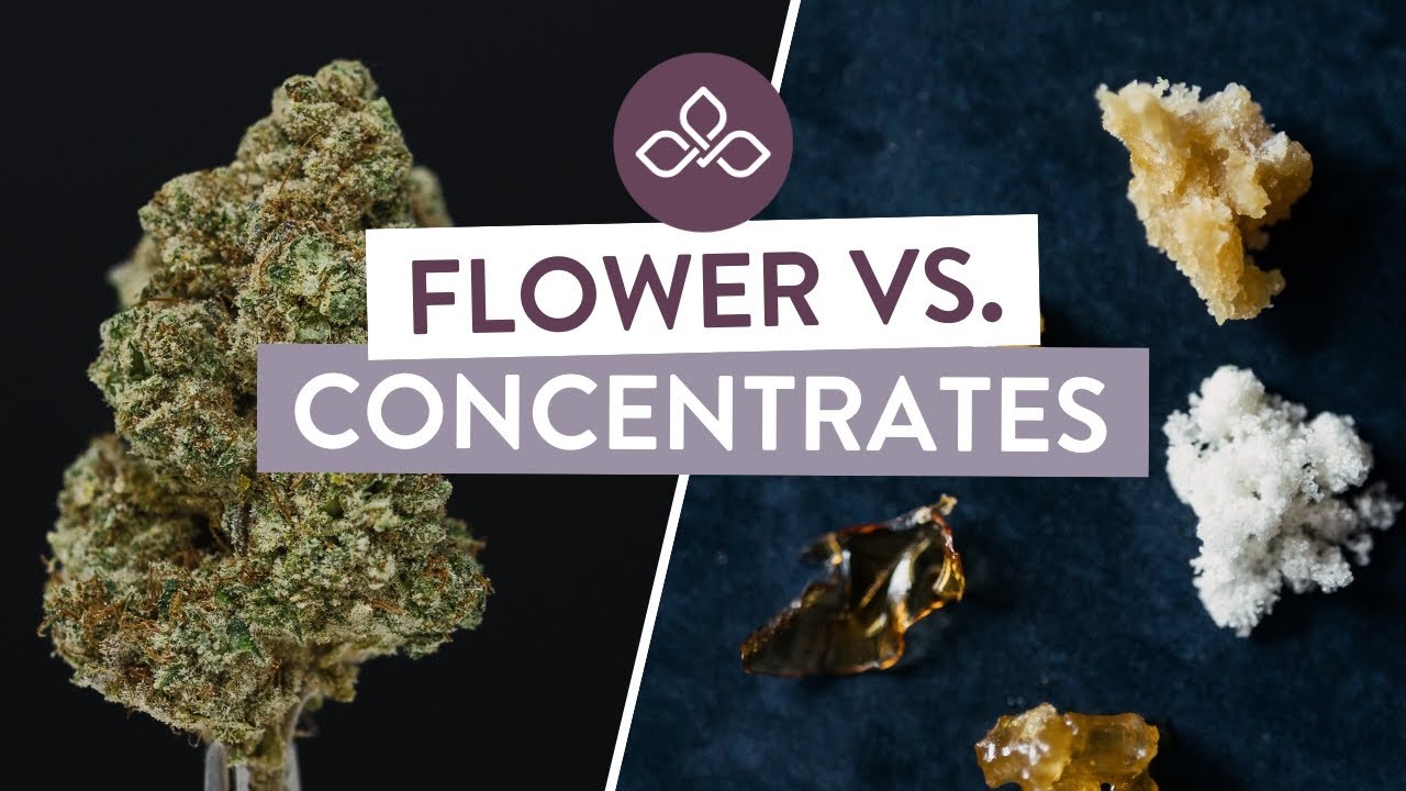 Cannabis Flower vs. Concentrates: What&rsquo;s the Difference? | Central Ave Compassionate Care